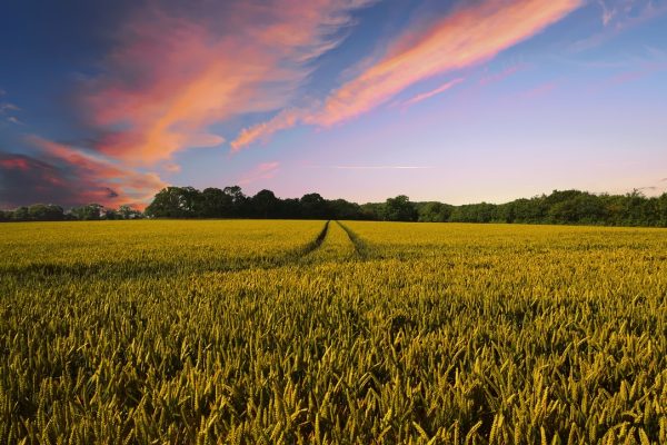 countryside-harvest-agriculture-2326787.jpg