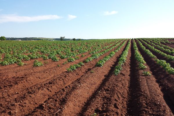 potato-field-crops-1628500.jpg