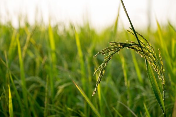 rice-field-farm-560046.jpg